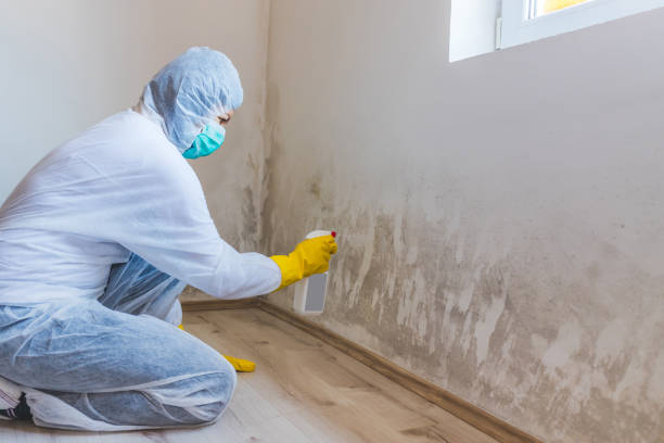 Licensed Black Mold Remediation service in Fremont, MI - 24 Hour Mold Removal