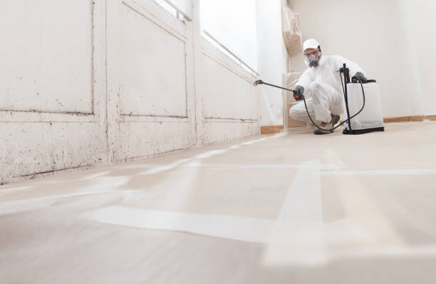 24/7 Emergency Black Mold Remediation experts in Fremont, MI