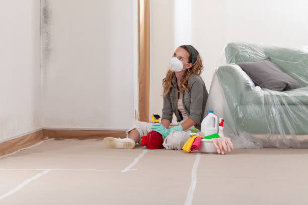 Reliable Black Mold Remediation contractor in Fremont, MI by 24 Hour Mold Removal