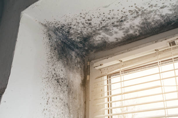 Affordable Black Mold Remediation solutions in Fremont, MI